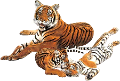 tigris_322