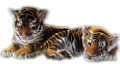 tigris_330