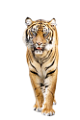 tigris_331