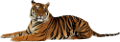 tigris_332