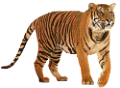 tigris_333