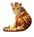tigris_334