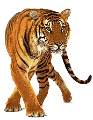 tigris_335