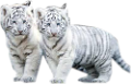 tigris_336