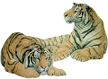 tigris_34
