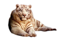 tigris_340
