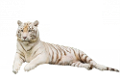 tigris_341