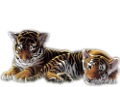 tigris_344