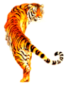 tigris_347