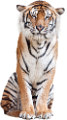 tigris_349