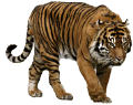 tigris_35