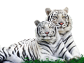 tigris_353