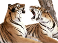tigris_354