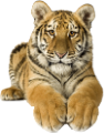 tigris_356