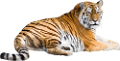 tigris_357