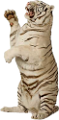 tigris_360
