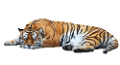 tigris_361
