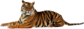 tigris_362
