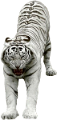 tigris_37