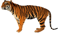 tigris_38