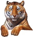 tigris_39