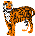 tigris_4
