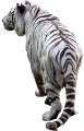 tigris_41