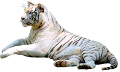 tigris_43
