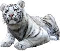 tigris_44