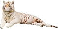 tigris_45