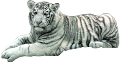 tigris_46