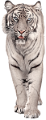 tigris_48