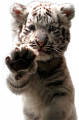 tigris_49