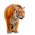 tigris_51