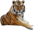 tigris_52