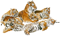 tigris_54