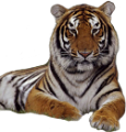 tigris_55