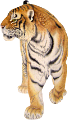 tigris_56