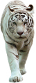 tigris_57