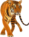 tigris_59