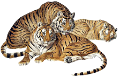 tigris_60