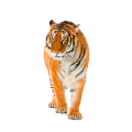tigris_61