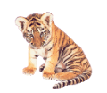 tigris_62