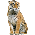 tigris_65