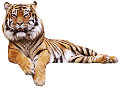 tigris_66