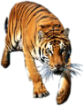tigris_67