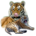 tigris_69