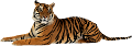 tigris_7