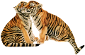 tigris_70