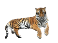 tigris_72